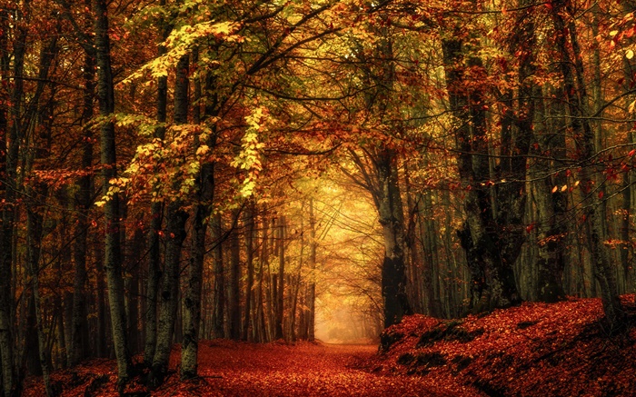 Automne, forêt, arbres, feuilles rouges Fonds d'écran, image