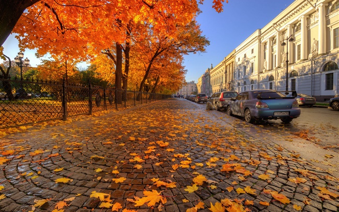 Automne, arbres, feuilles d'érable rouge, rue, Saint-Pétersbourg Fonds d'écran, image