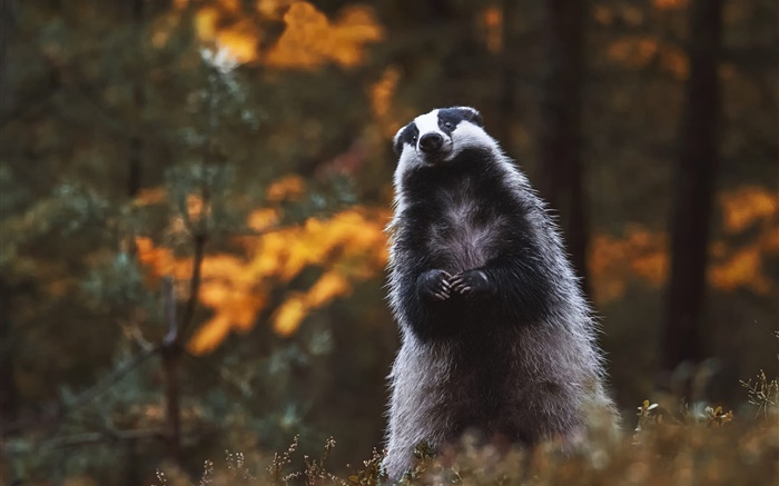 Badger, Stand, Look, Animal mignon Fonds d'écran, image