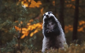 Badger, Stand, Look, Animal mignon HD Fonds d'écran