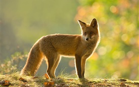 Fox, vue latérale, look, automne