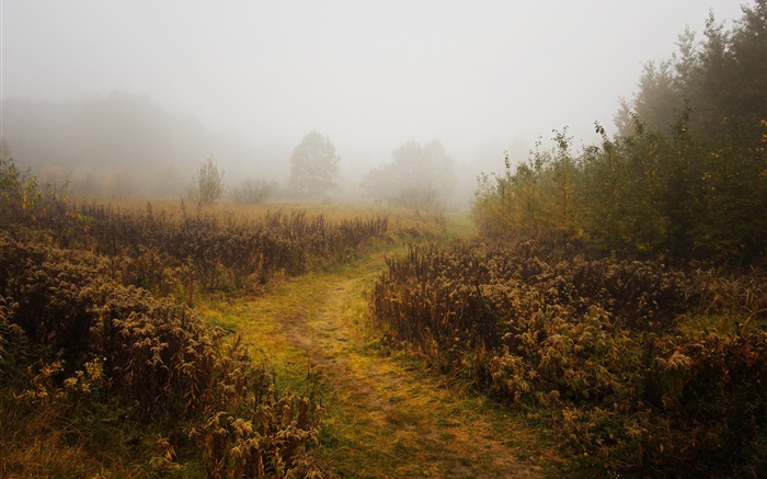 Matin, automne, brouillard, arbres Fonds d'écran, image