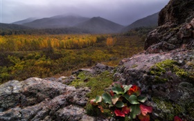Montagnes, brouillard, pierres, forêt, automne