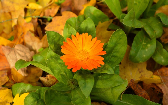 Fleur d'orange, feuilles vertes Fonds d'écran, image
