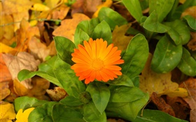 Fleur d'orange, feuilles vertes