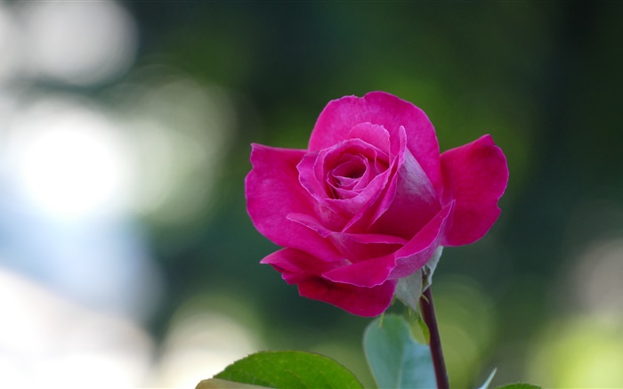 Close-up rose rose, pétales Fonds d'écran, image