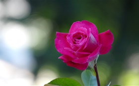 Close-up rose rose, pétales
