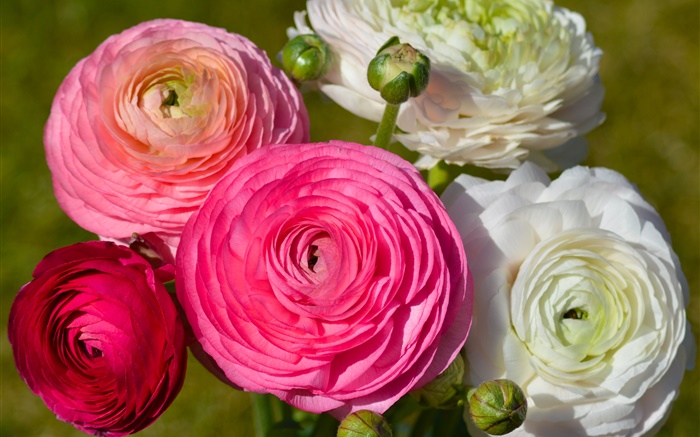 Fleurs blanches roses, Ranunculus Fonds d'écran, image