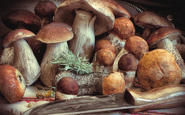 Quelques champignons, nourriture Fonds d'écran, image
