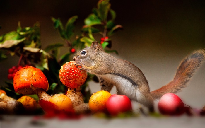 Écureuil, champignon, pommes Fonds d'écran, image