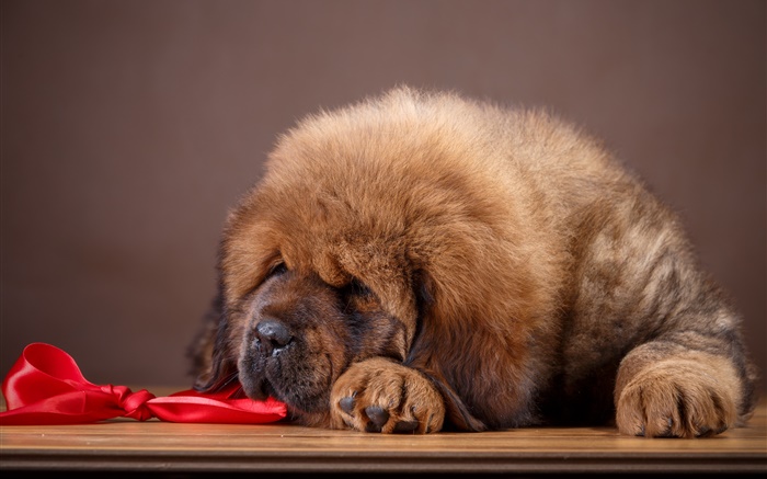 Mastiff tibétain, chien Fonds d'écran, image