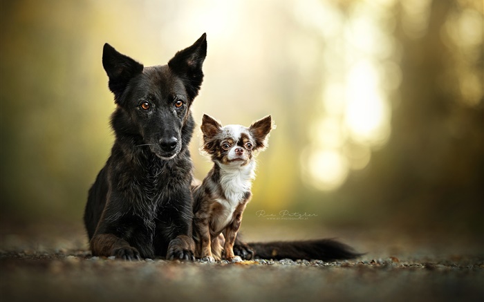 Deux chiens, amis Fonds d'écran, image