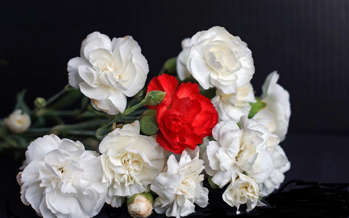 Roses blanches et rouges, fond noir Fonds d'écran, image