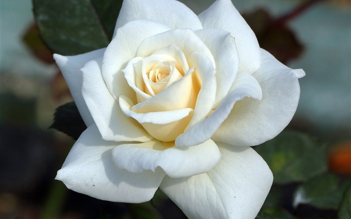 Rose blanche, pétales Fonds d'écran, image