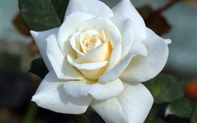 Rose blanche, pétales HD Fonds d'écran