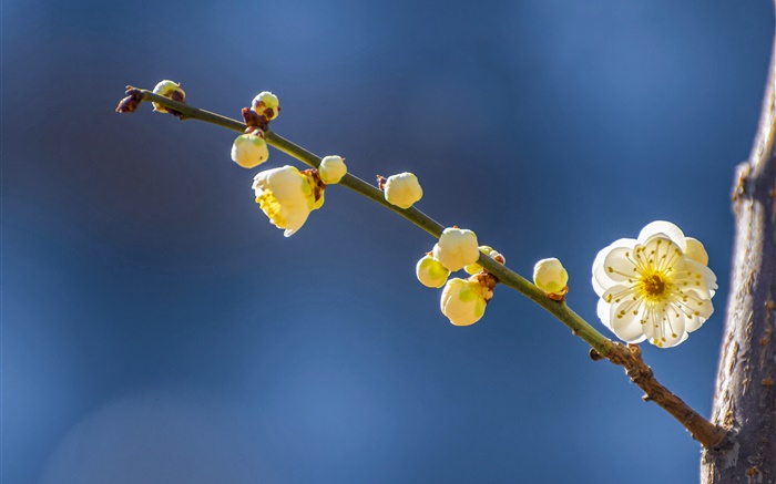 Fleurs de prunier jaune au printemps Fonds d'écran, image
