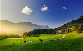 Alpes, pré vert, vache, montagnes, arbres, rayons de soleil HD Fonds d'écran