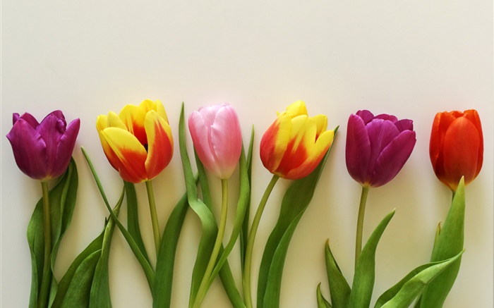 Tulipes colorées, rouges, roses, violettes Fonds d'écran, image