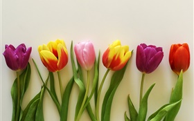 Tulipes colorées, rouges, roses, violettes