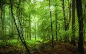 Forêt, arbres, vert, matin HD Fonds d'écran