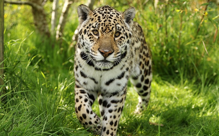 Jaguar marche vers toi, herbe Fonds d'écran, image