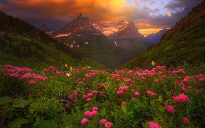 Beaucoup de fleurs roses, montagnes, nuages, été Fonds d'écran, image