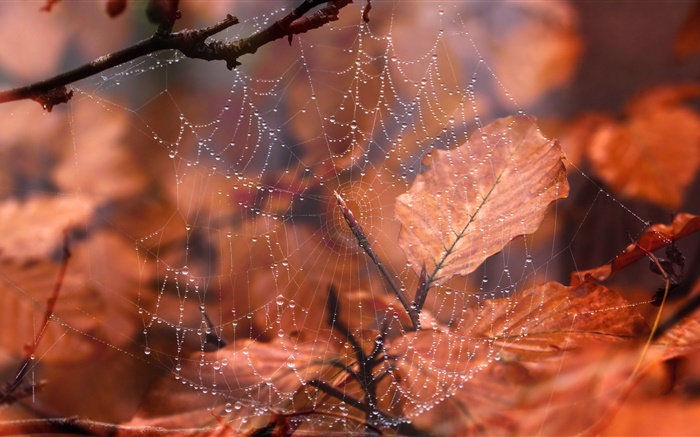 Toile d'araignée, gouttelettes d'eau, feuilles rouges Fonds d'écran, image