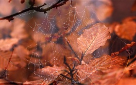 Toile d'araignée, gouttelettes d'eau, feuilles rouges HD Fonds d'écran