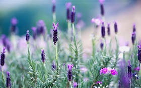 Thaïlande, lavande, fleurs violettes HD Fonds d'écran